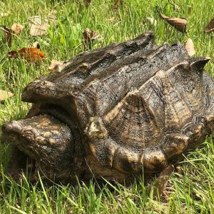 Do Alligator Snapping Turtles Bite People? Is It Deadly?