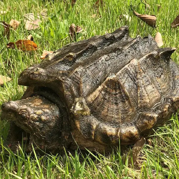 Alligator Snapping Turtles