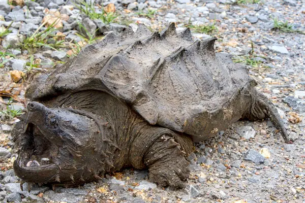 Alligator Snapping Turtles