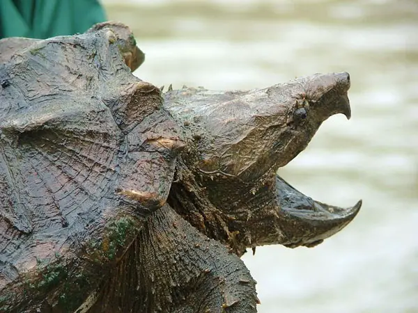 An Alligator Snapping Turtle