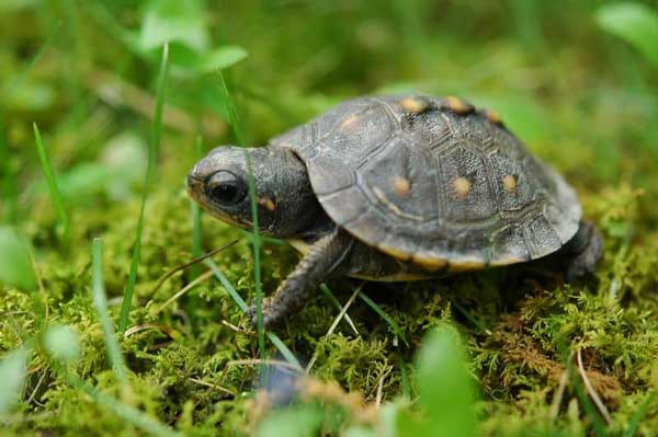 Baby Turtles