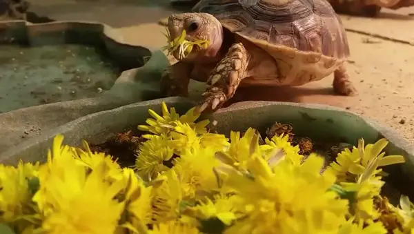 Benefits of Eating Dandelions for Turtles 