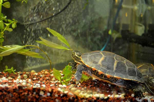 Betta Fish Food For Turtles