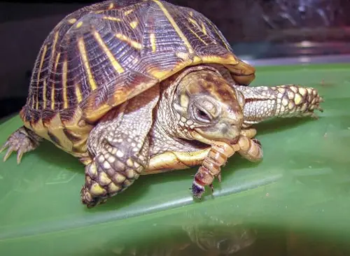 Box Turtle Eat Mealworms