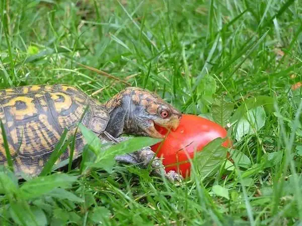 Box Turtle Eat Tomatoes
