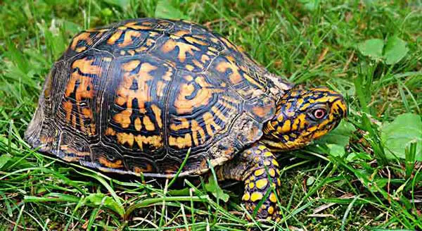 Box Turtles 