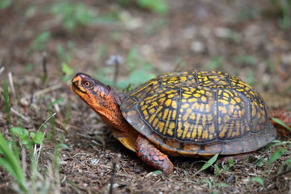 Box Turtles