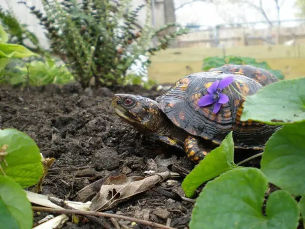 Box Turtles