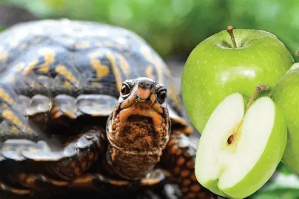 Box Turtles Eat Apple