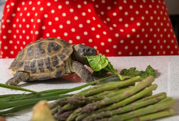 Turtles Eat Asparagus