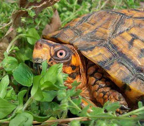 Box Turtles Eat Basil