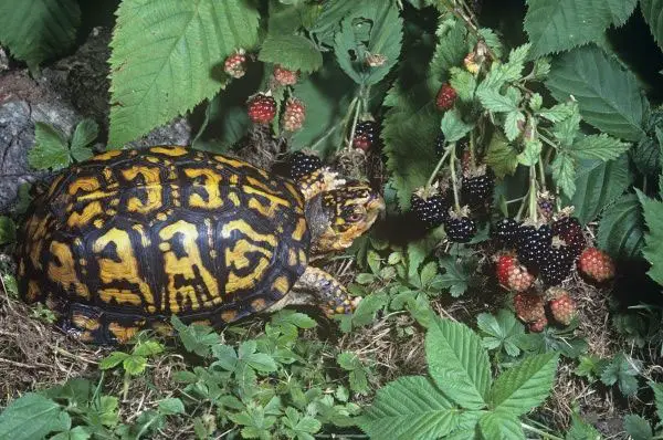 Box Turtles Eat Blackberries