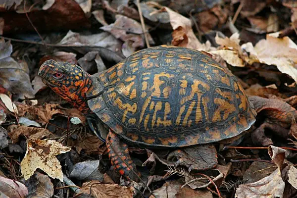 Box Turtles Eat Bloodworms