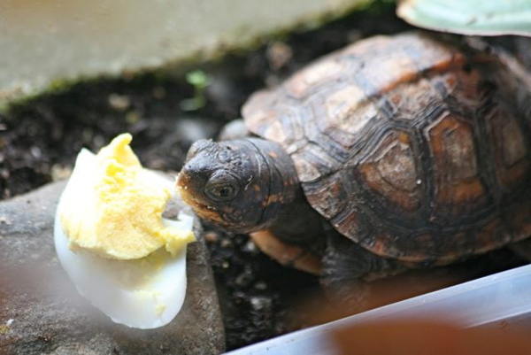 Box Turtles Eat Boiled Eggs