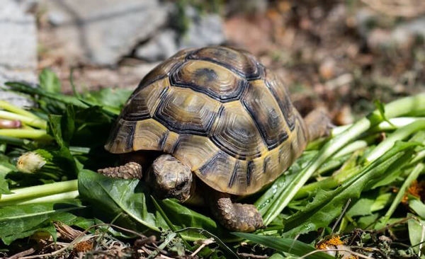 Box Turtles Eat Brussels Sprouts