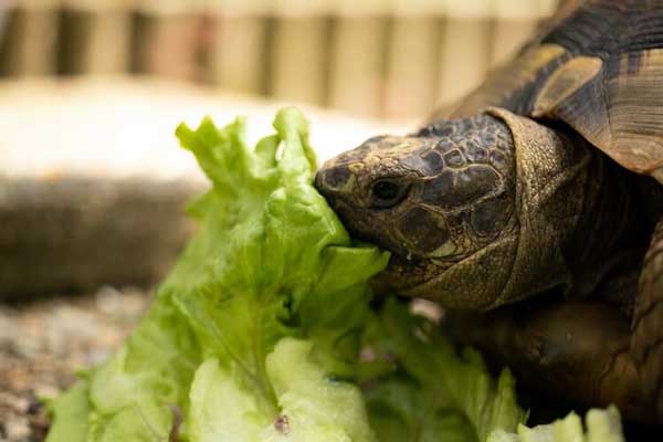 Box Turtles Eat Cabbage