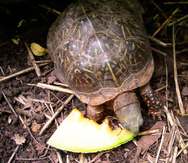 Box Turtles Eat Cantaloupe Fruit