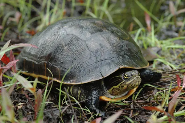 Box Turtles Eat Chicken