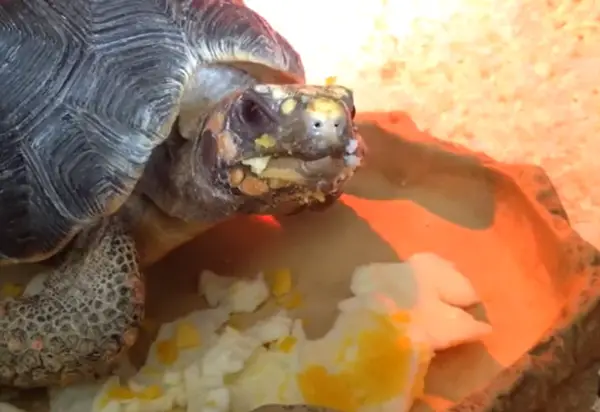 Box Turtles Eat Eggs