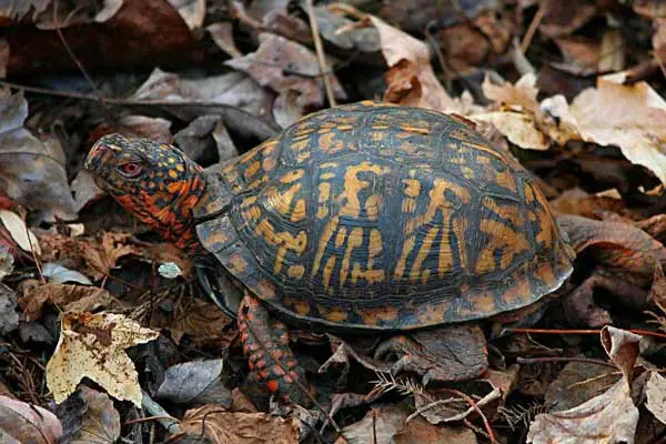 Box Turtles Eat Fish Food