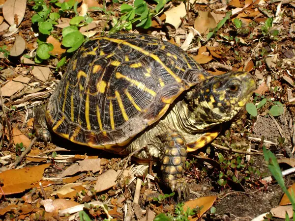 Box Turtles Eat Grasshoppers