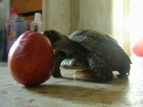 Box Turtles Eat Peaches
