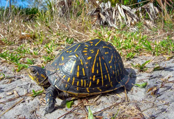 Box Turtles Eat Pickles