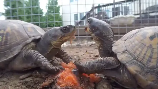 Box Turtles Eat Salmon