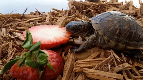 Box Turtles Eat Strawberries