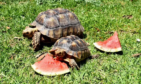 Box Turtles Eat Watermelon