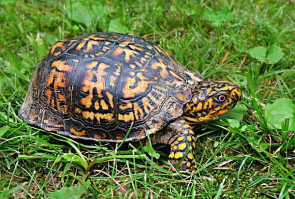 Box Turtles