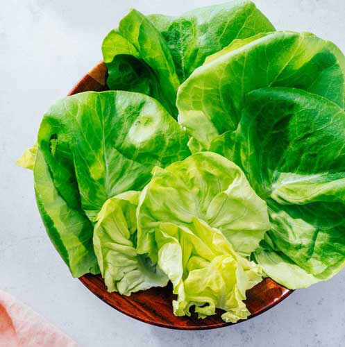 Butter lettuce