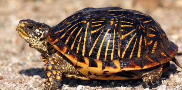 Can A Box Turtle Bite Off Your Finger or Toe