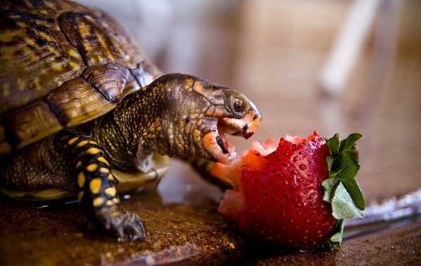 Can Box Turtles Eat Fruit