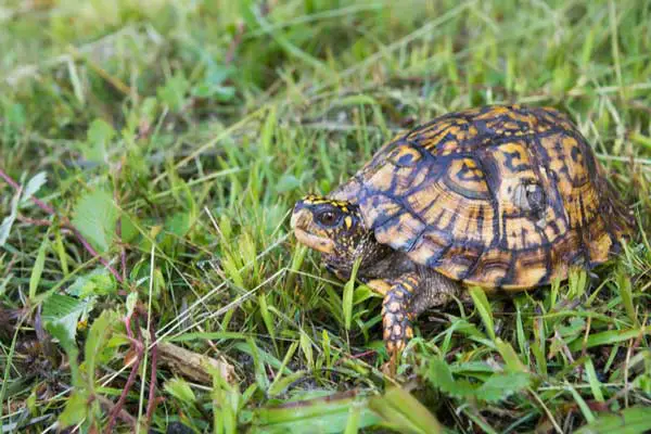 Can Box Turtles Eat Spinach