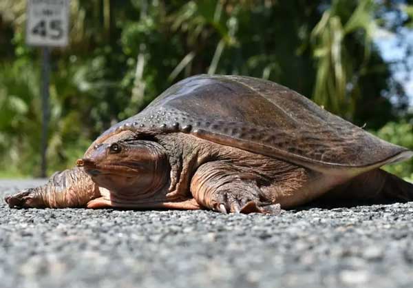 Can Florida Softshell Turtle Bite Off Your Finger or Toe