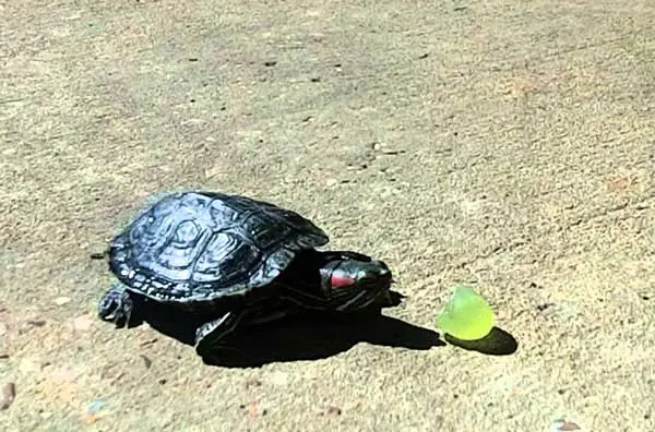 Can Painted Turtles Eat Grapes