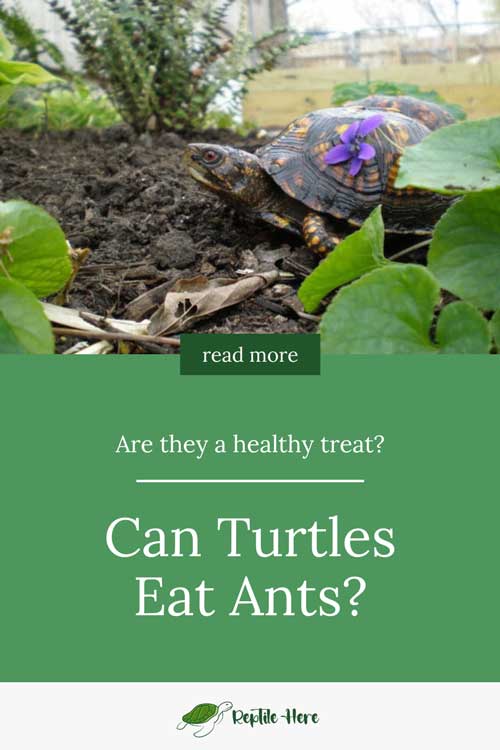 Can Turtles Eat Ants