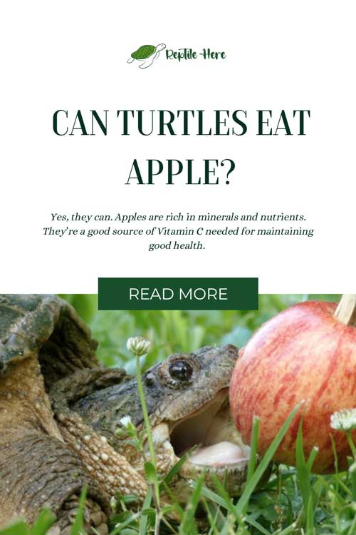 Can Turtles Eat Apple