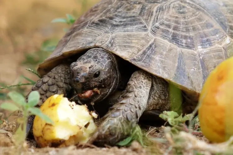 Can Turtles Eat Apple Are Apples Safe For Turtles 