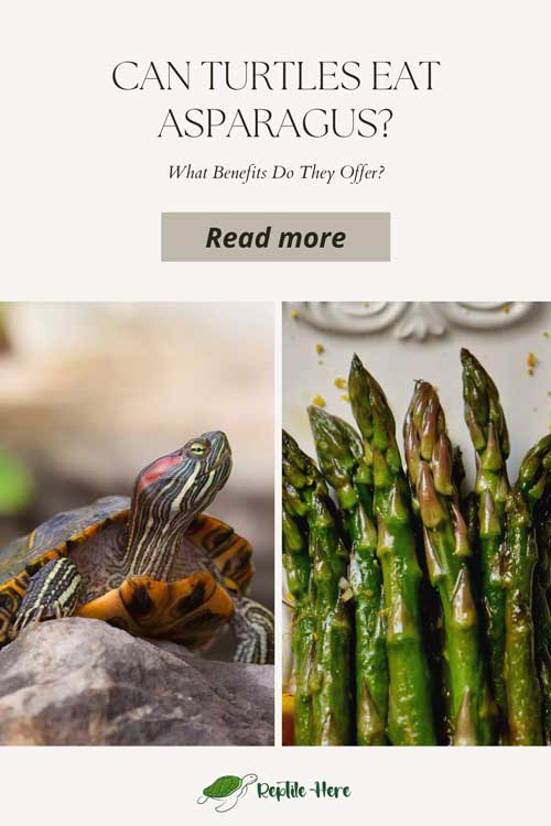Can Turtles Eat Asparagus