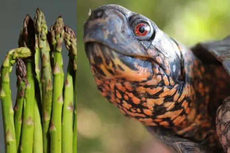 can-turtles-eat-asparagus-what-benefits-do-they-offer