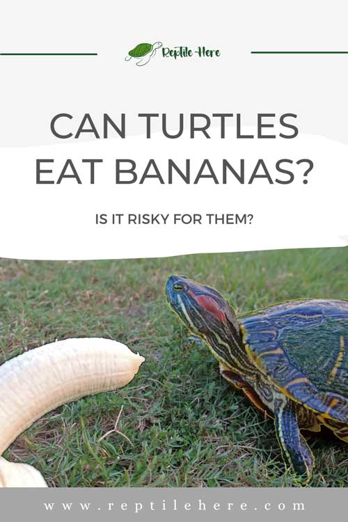 Can Turtles Eat Bananas