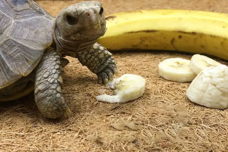 Can Turtles Eat Bananas