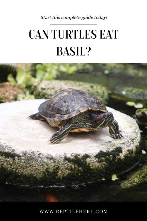 Can Turtles Eat Basil