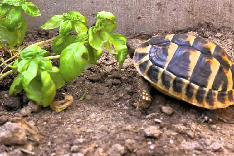 Can Turtles Eat Basil? What You Need To Know!