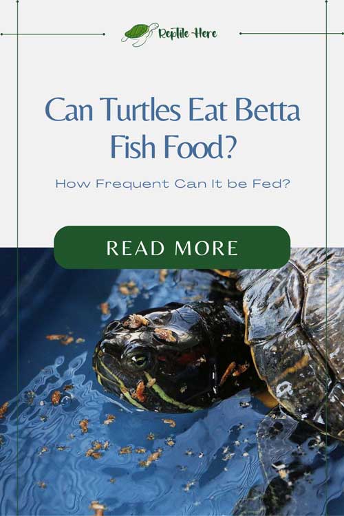 Can Turtles Eat Betta Fish Food