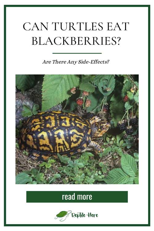 Can Turtles Eat Blackberries