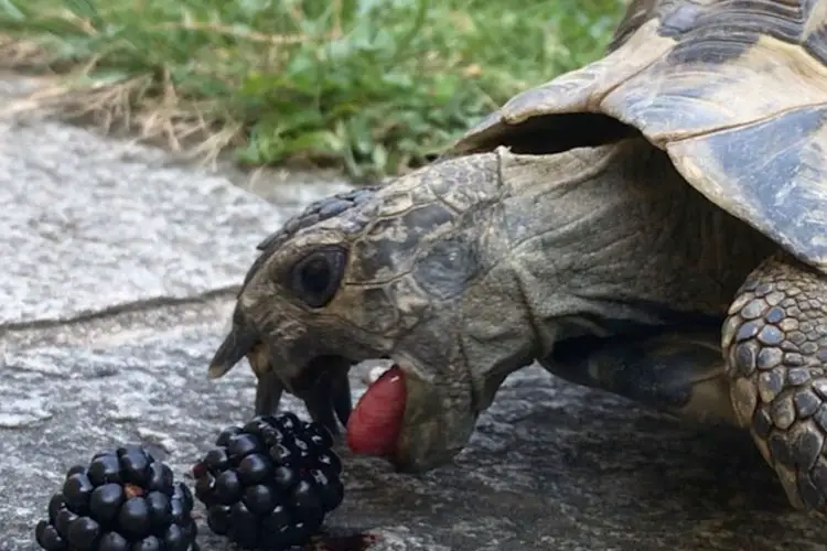 Can Red Eared Slider Turtles Eat Blackberries?