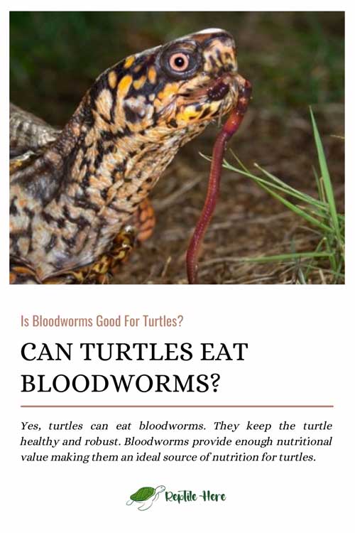 Can Turtles Eat Bloodworms